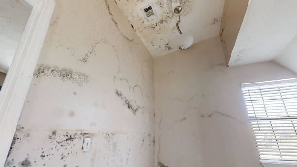 Best Dehumidification Services  in Newman, CA