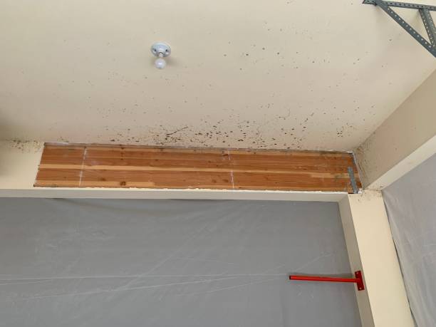Best Environmental Consulting for Mold Prevention  in Newman, CA